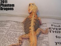paradoxsilktrans_edited-1.jpg