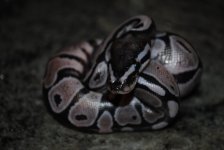DSC_0974.jpg