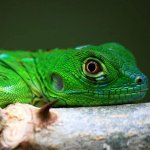 green-iguana-for-sale.jpg