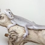 zero-bearded-dragon.jpg
