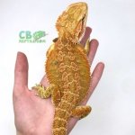 citrus-bearded-dragon-for-sale-1-300x300.jpg