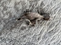 Male phant 2.jpg