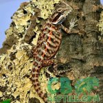 leatherback-bearded-dragon.jpg leatherback-bearded-dragon.jpg