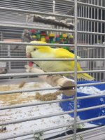 quacker parot.jpg