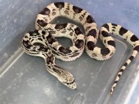 Female northern #1.jpg