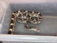 female northern #3.jpg
