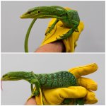 green.jpg