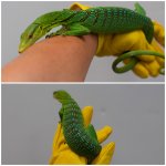 green1.jpg