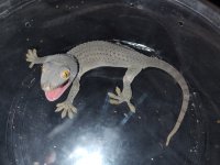 tokay2.jpg