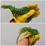 green2.jpg