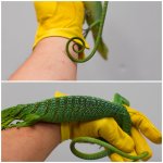 green4.jpg