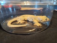 gecko1.jpg