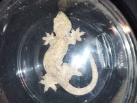 gecko2.jpg
