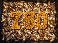 orange heads 800 (1).jpg