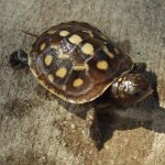 Eastern_Box_Turtle_3.jpg