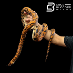 FEMALE_13_2.png