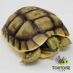 Moroccan-Greek-tortoise-for-sale-450x450.jpg
