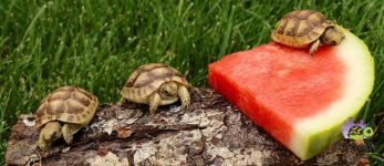 greekseatingwatermelon-1030x446.jpg