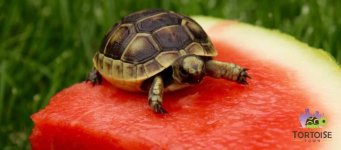 iberagreekbabymelon-1030x454.jpg
