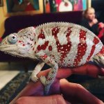 cap-est-chameleon-for-sale-1.jpg