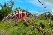 cap-est-panther-chameleon-for-sale.jpg