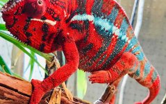 pantherchameleoncaresheet-1000x630.jpg