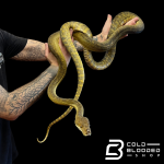 python_8.png