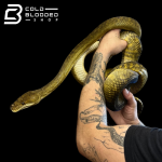 python_6.png