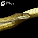 python_3.png