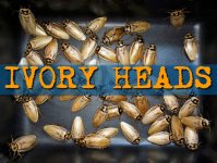 ivoryheads2 (1) (1).jpg