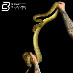 python_2.png