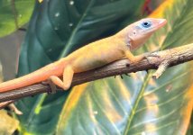 BlueEyeAnole1.1.jpg