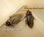ivoryhead orangehead males1.jpg