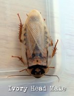 ivoryheadmale (1).jpg