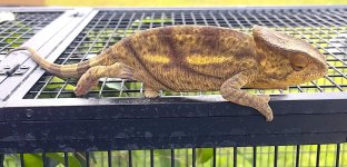 Yellow Lip male1.jpg