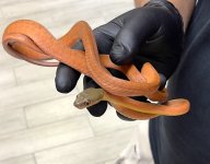 blackheadedcatsnake.jpg