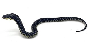 Giant Hognose.jpg