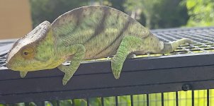 Yellow lip Male3.jpg