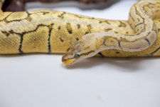 IMG_0586.jpg
