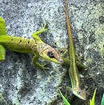 barbados anole.jpg