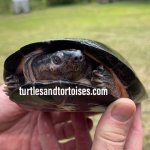 Central-African-Black-Mud-Turtles-Pelusios-niger-CB-2014-Males-5.jpeg