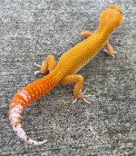 carrot20male.jpg