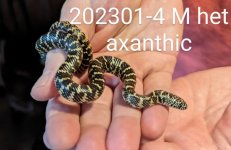 202301-4-M-het-ax.jpg