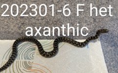 202301-6-F-het-ax.jpg