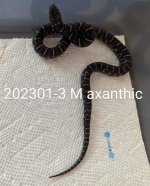 202301-3-M-ax.jpg