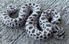 Snake.png