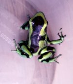 Froglet2.jpg