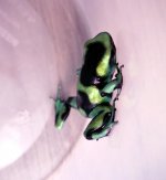 Froglet1.jpg