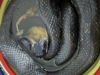 IMG_0372.jpg