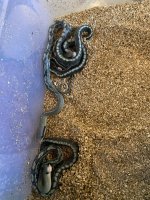 new hatchlings- 5-26-23.jpg